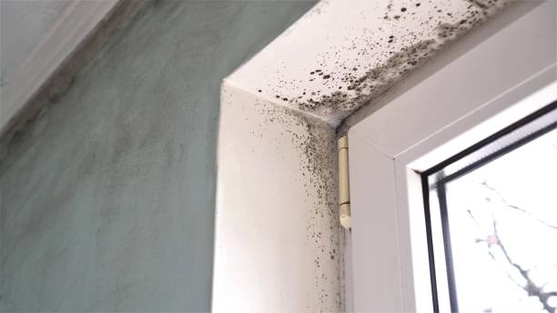 Biohazard Mold Removal in Pompton Plains, NJ