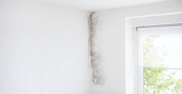Trusted Pompton Plains, NJ Mold Removal Experts
