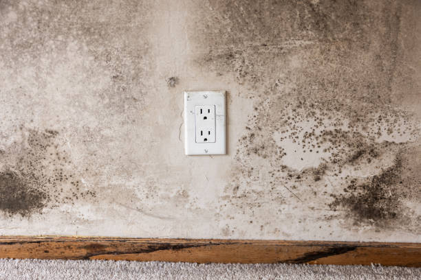 Best Attic Mold Removal  in Pompton Plains, NJ