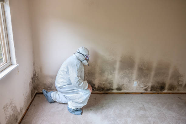 Best Mold Removal for HVAC Installations  in Pompton Plains, NJ